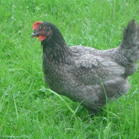 blue-de-landes-legkip