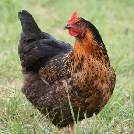 zwarte-legkip