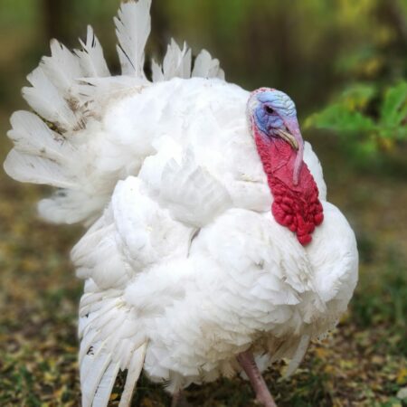 turkey