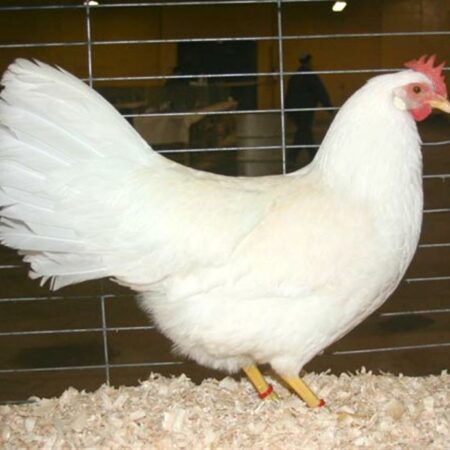 leghorn2
