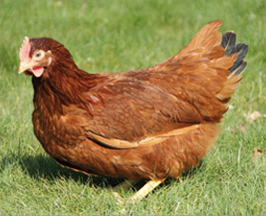 bruine_legkip_donkerbruin_redco - 1