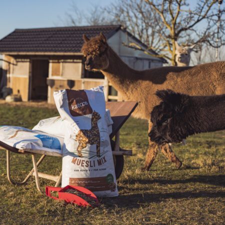 Alpaca fot
