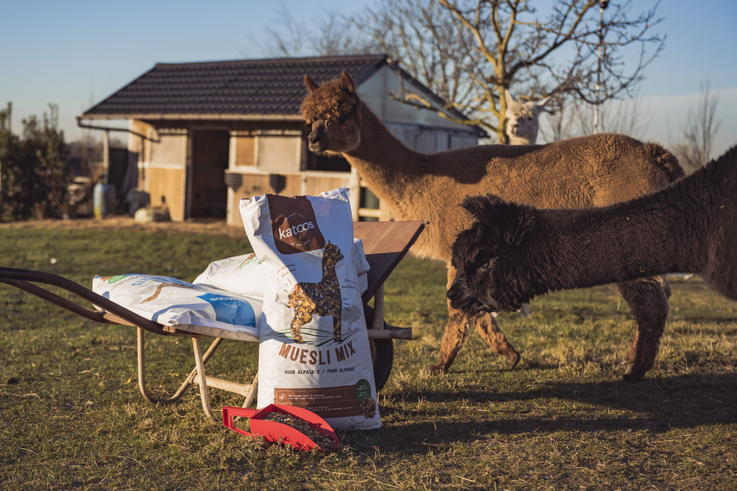 Katoos Alpaca en lamavoeding