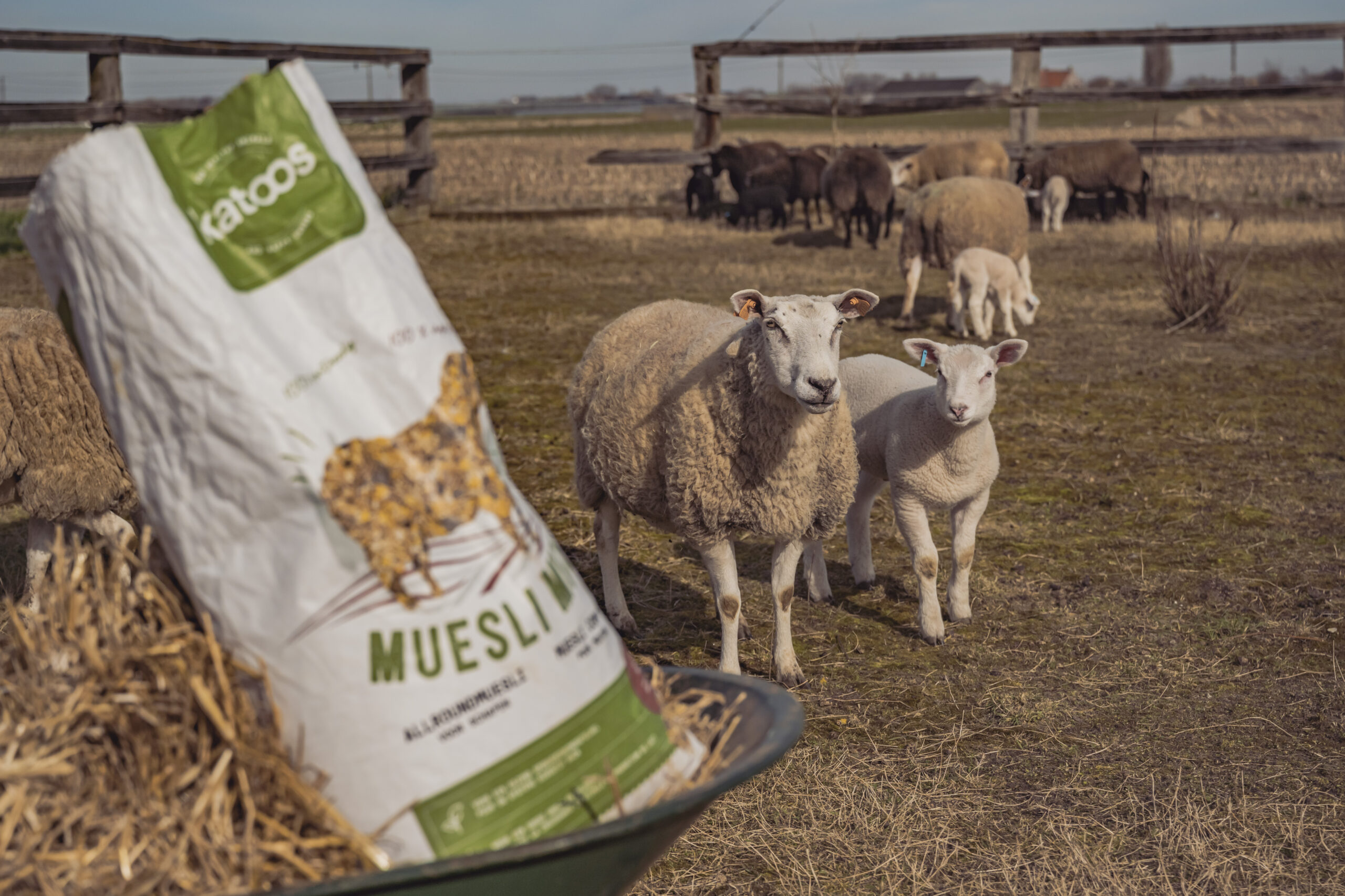 Katoos voeding voor schapen