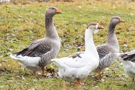 Katoos voeding voor watervogels - Afbeelding 4