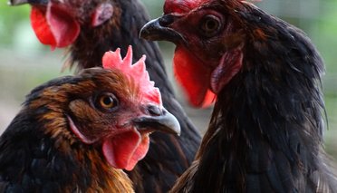 Noirans Marans